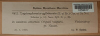 Leptosphaeria ogilviensis image